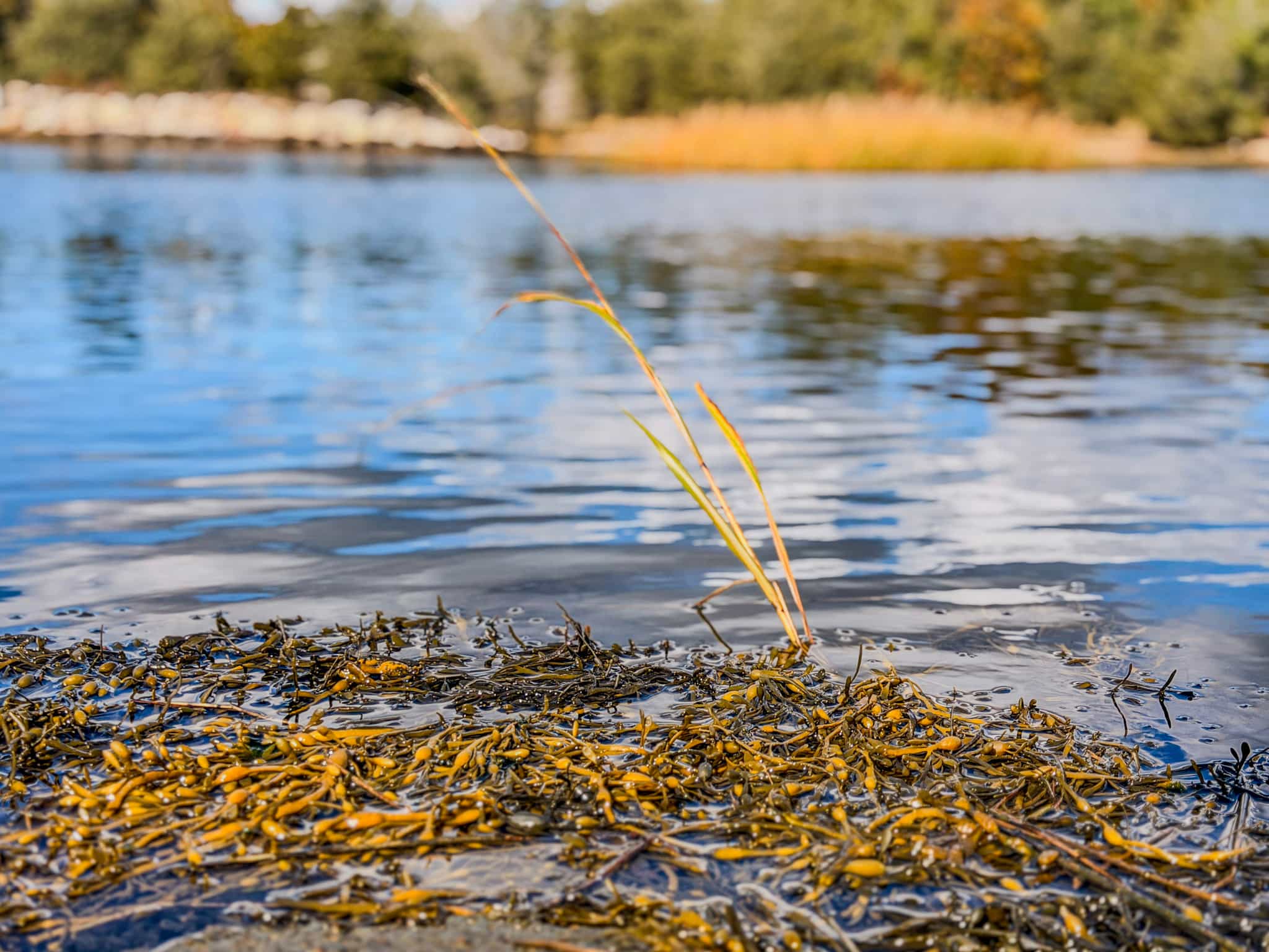 Wild Norwegian Kelp (Saccharina latissima)