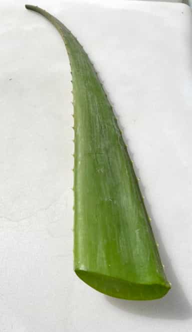 Organic, Barbadensis Aloe Vera Leaves - Buy Online | Foraged