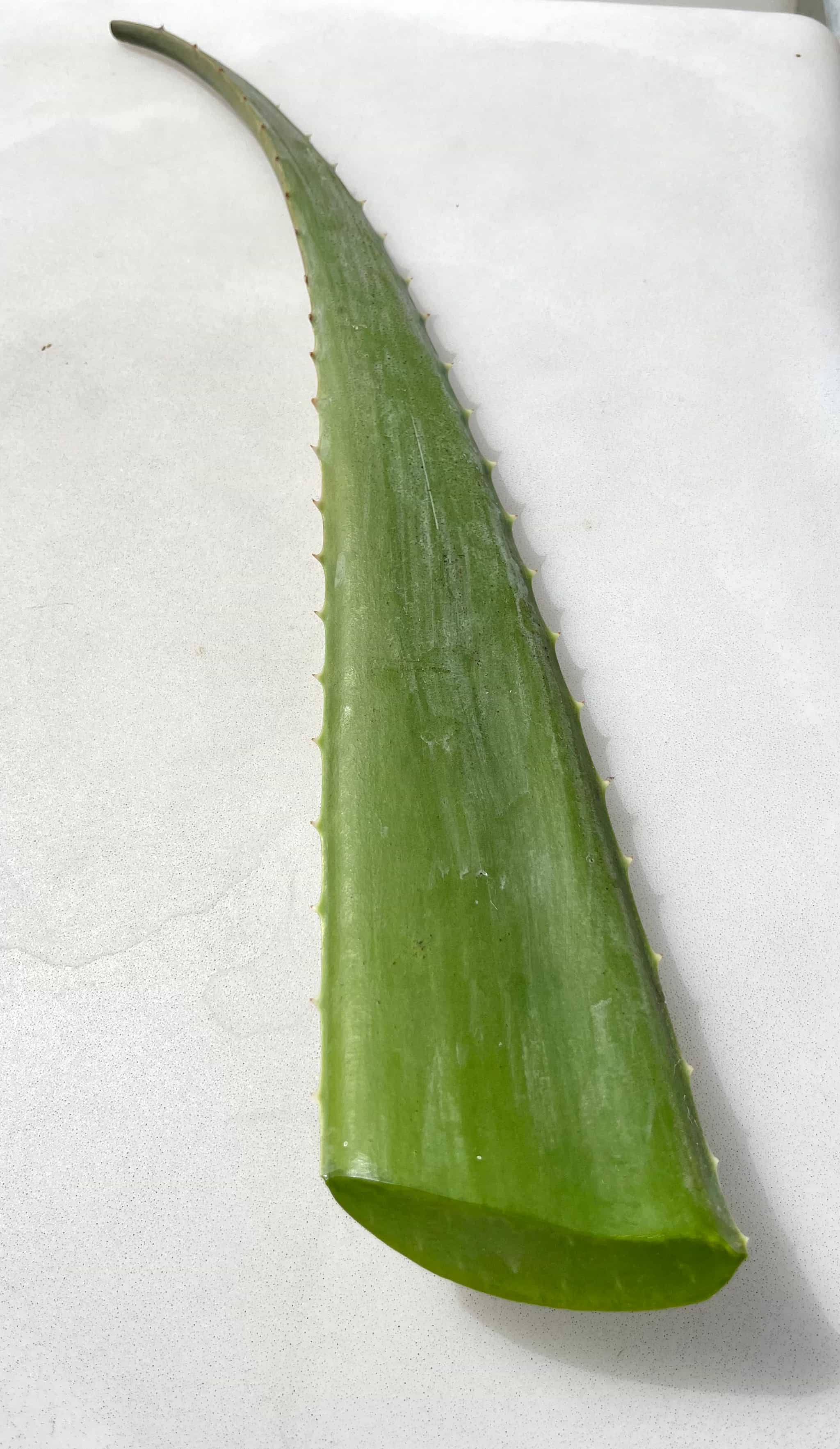 Organic, Barbadensis Aloe Vera Leaves