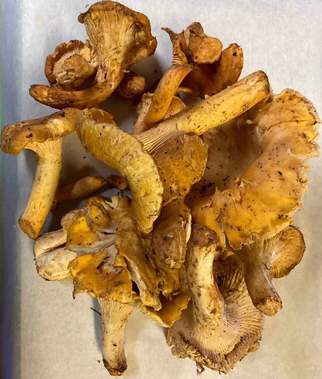Fresh Chanterelle Mushrooms- USA WILD