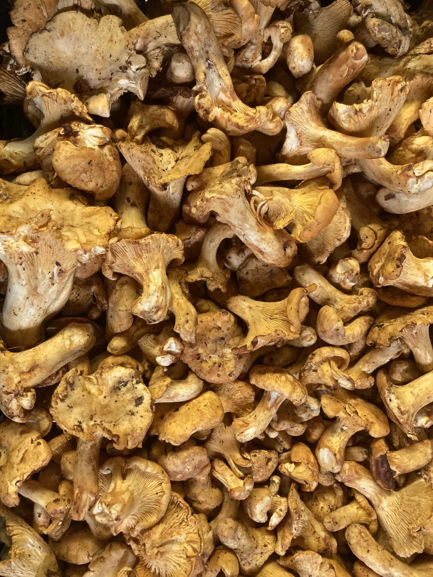 Fresh Wild Oregon Chanterelles Mushrooms
