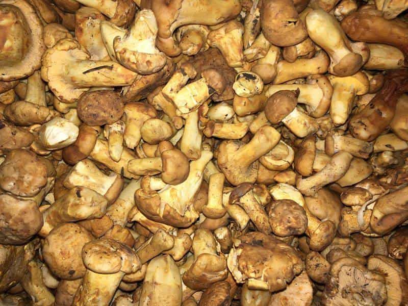 Fresh Chanterelle Mushrooms- USA WILD