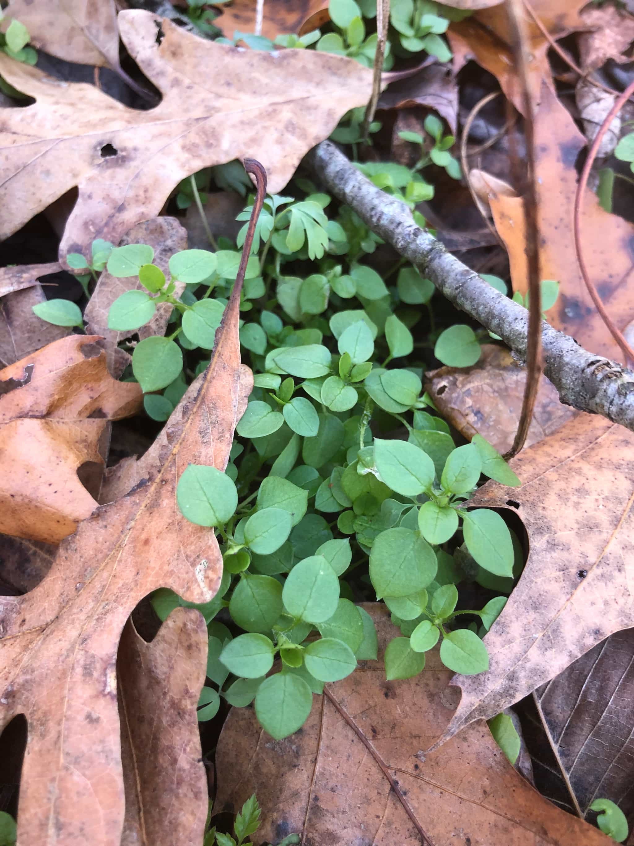 Product thumbnail #2