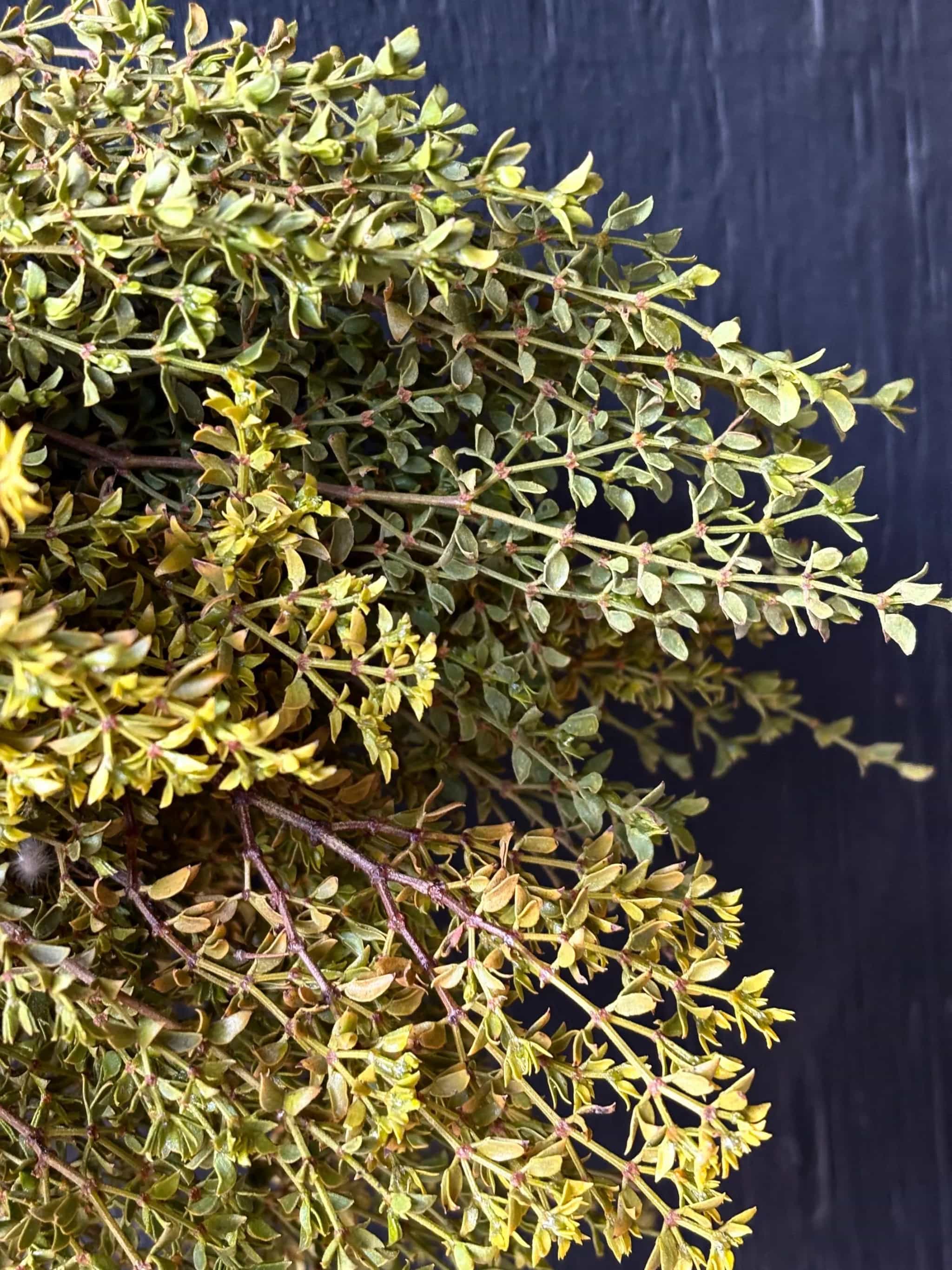 1 lb Wild Foraged Fresh Cut Mojave Desert Creosote Bush, Chaparral