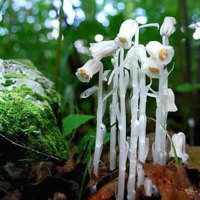 Product thumbnail #1