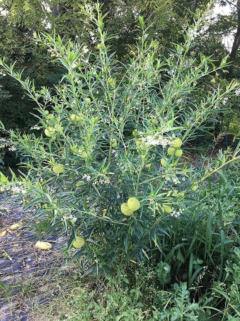 Product thumbnail #2