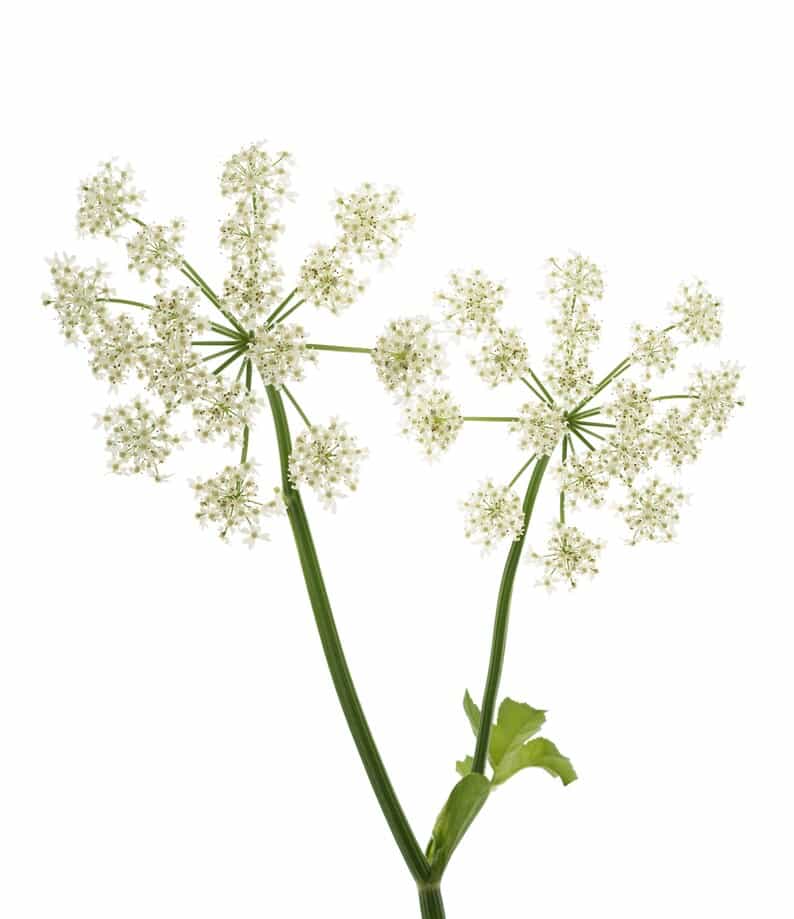 Product thumbnail #1