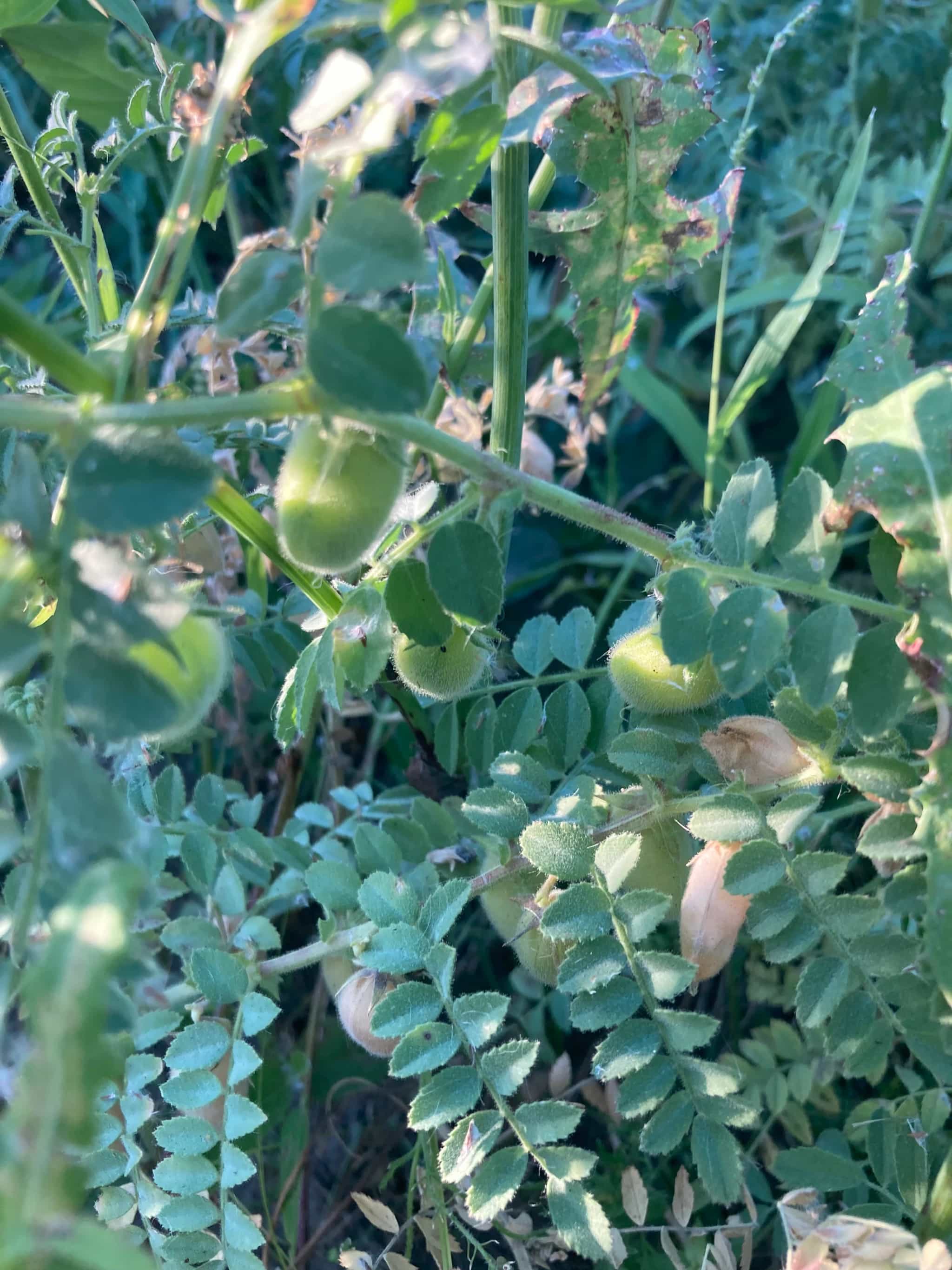 Garbanzo Porquero, Puerquero, Forragero Chickpea 50 Non GMO Heirloom Seeds  - Buy Online | Foraged