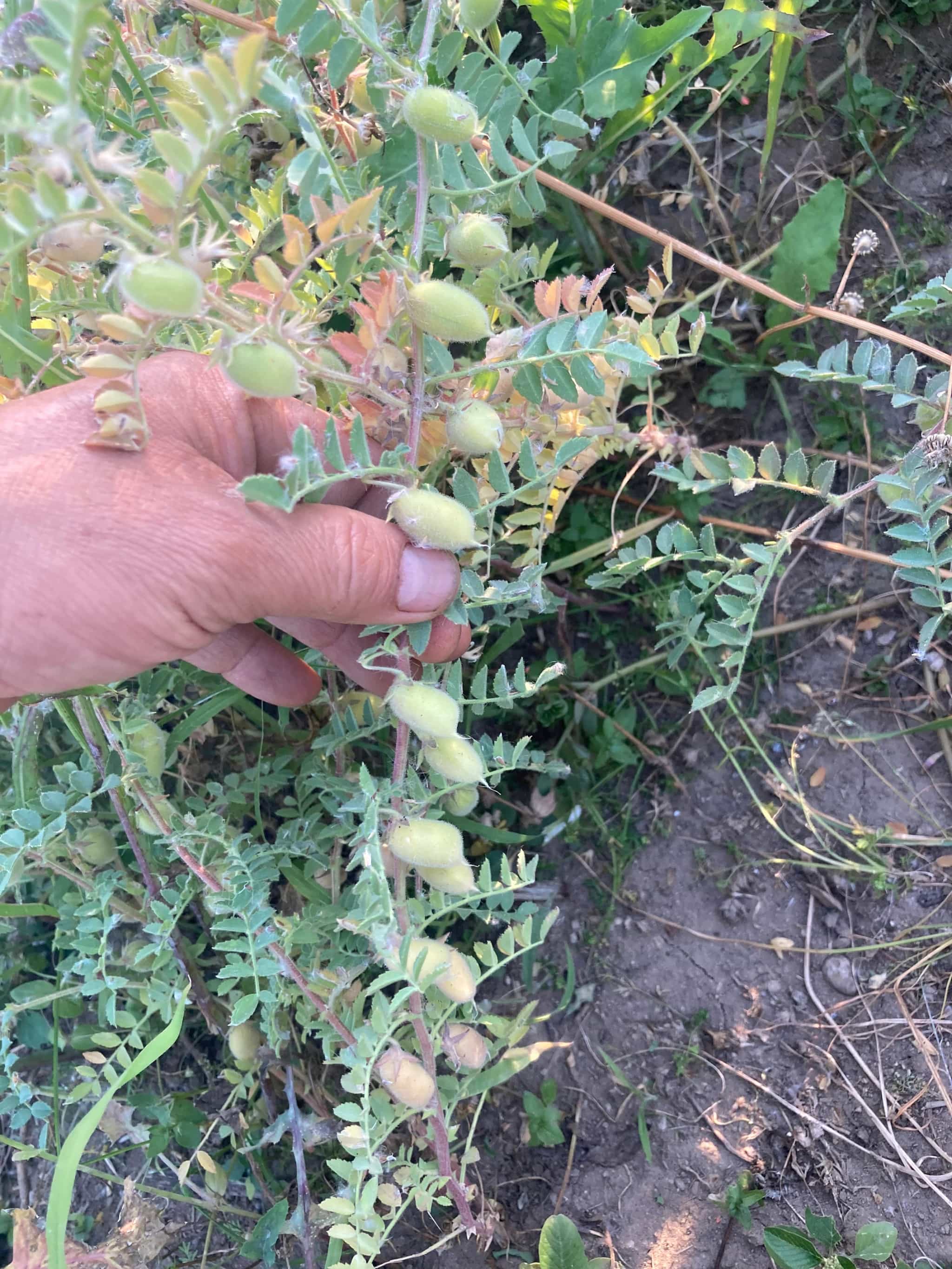 Product thumbnail #2