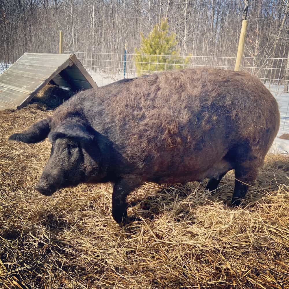 🐷 Discover Unrivaled Flavor with Half & Full Mangalitsa Pigs! 🐷 - Buy ...