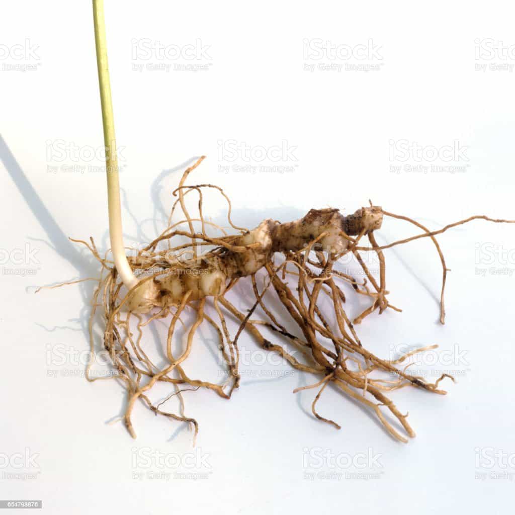 Product image #0