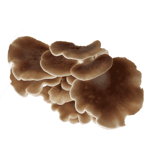 Product image #1