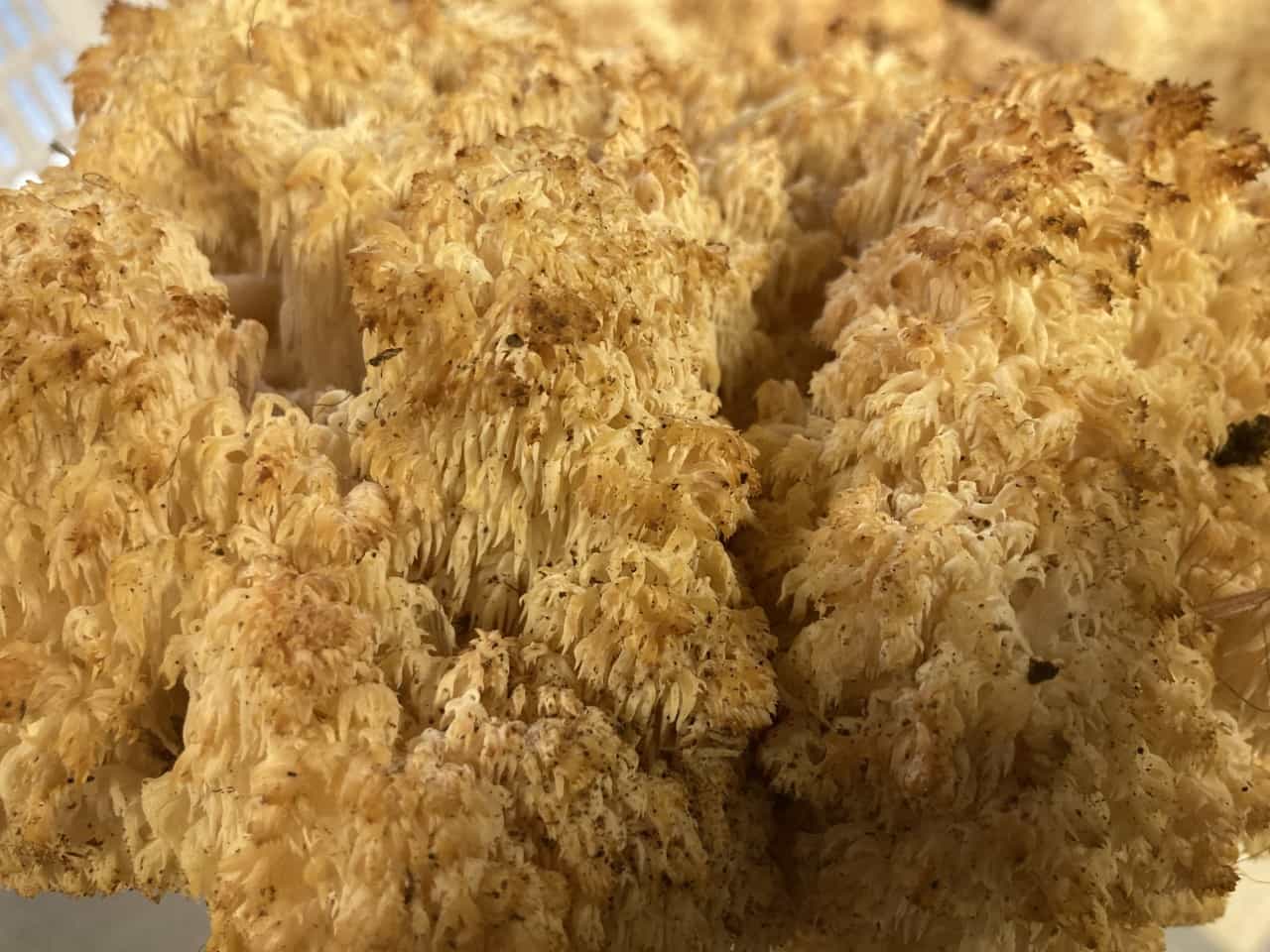 Fresh Wild Lion's Mane USA 1 Lb.