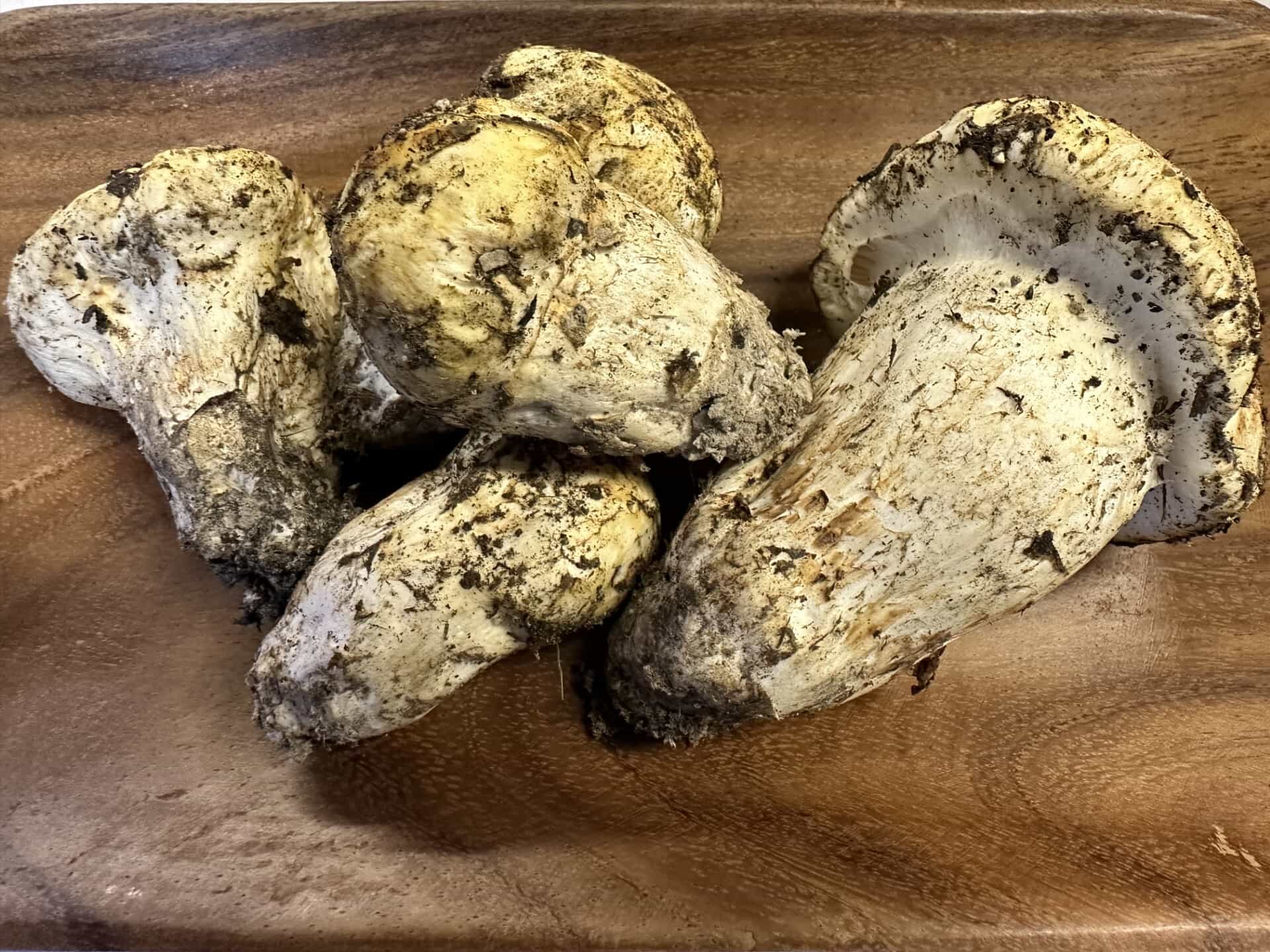 Fresh Wild Matsutake (1lb)