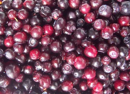 Fresh Oregon Mountain Wild Huckleberries