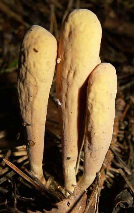 CLAVARIADELPHUS LIGULA AMERICANUS Reserved for Eric