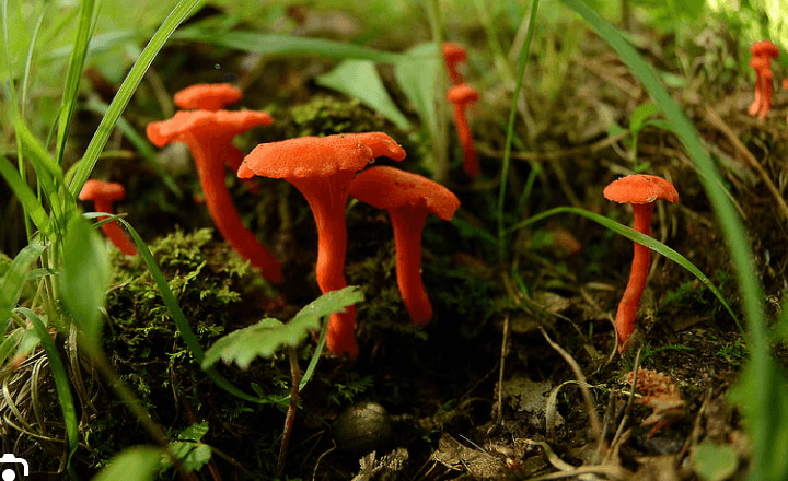 Liquid Culture: Cantharellus cinnabarinus, Red Chanterelle