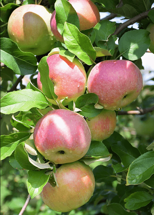 Northern Spy Apples for Processing (Juice/Cider/Jams/Baking) Foraged