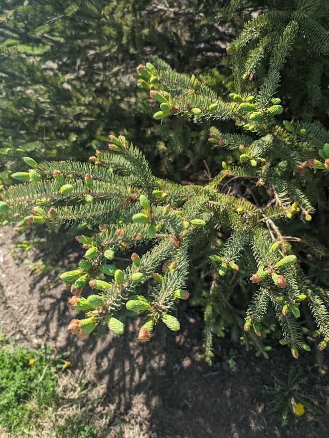 Product thumbnail #5