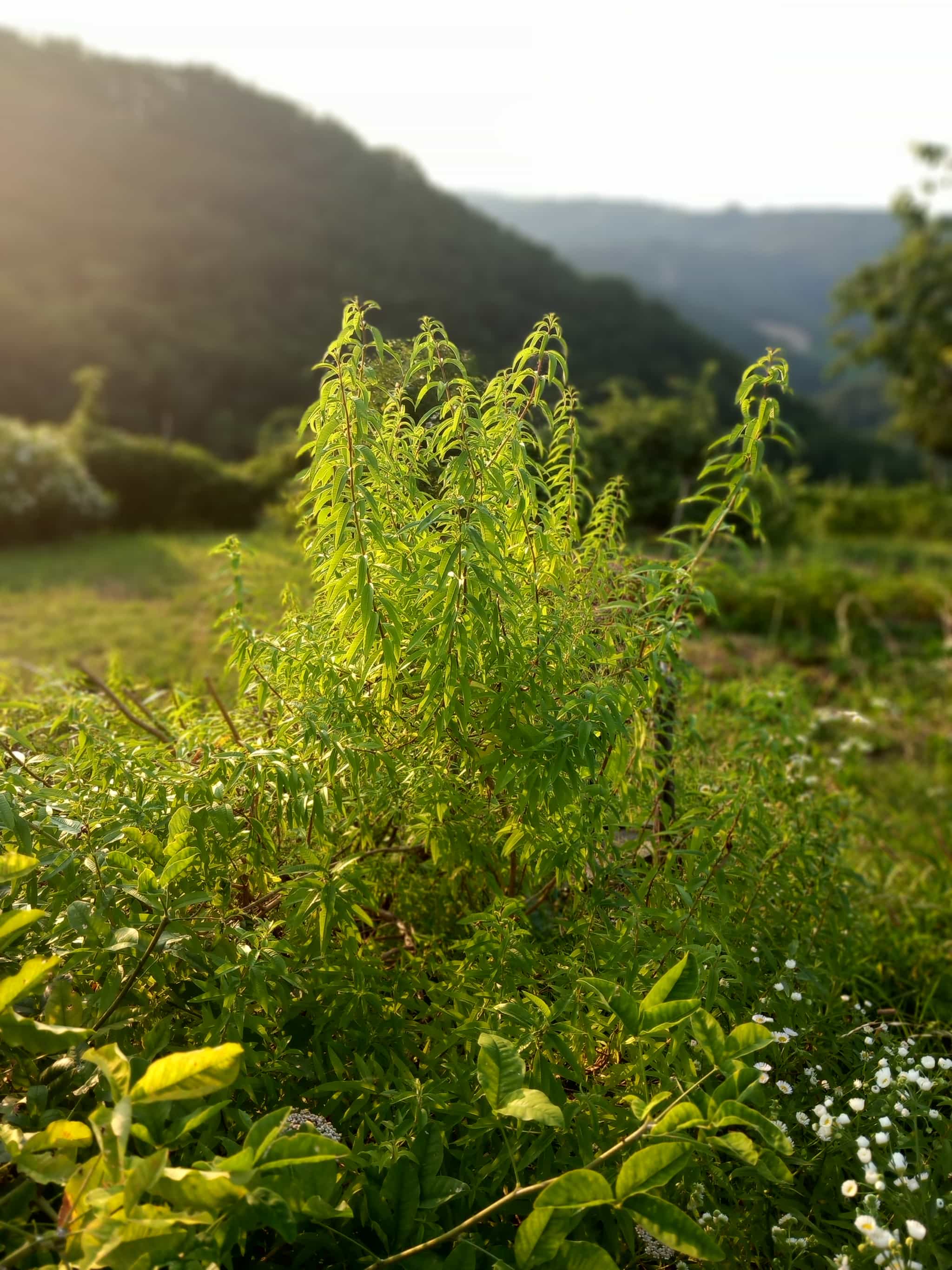 Lemon verbena sugar