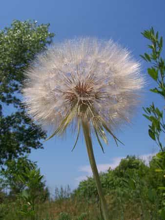 Yellow Goatsbeard Seeds