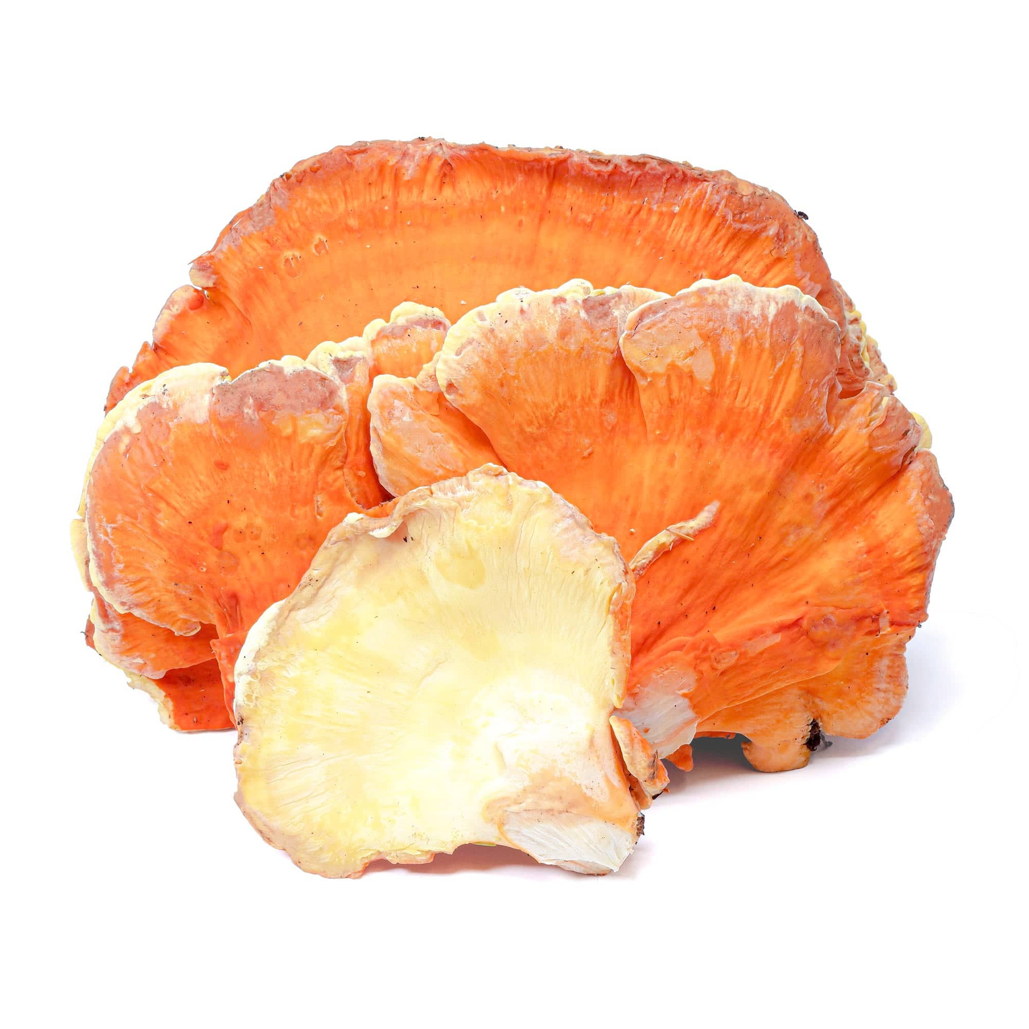 Fresh Chicken of the Woods