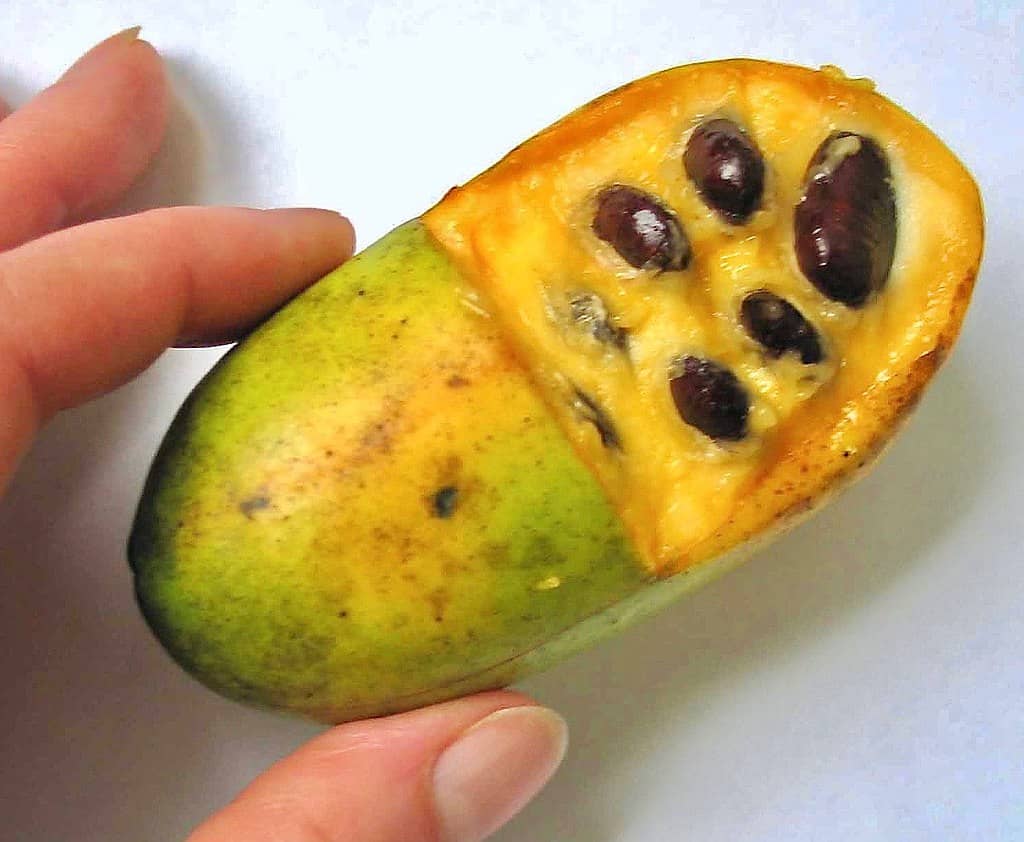 Paw Paw (Asimina triloba)