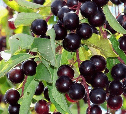 Chokecherries