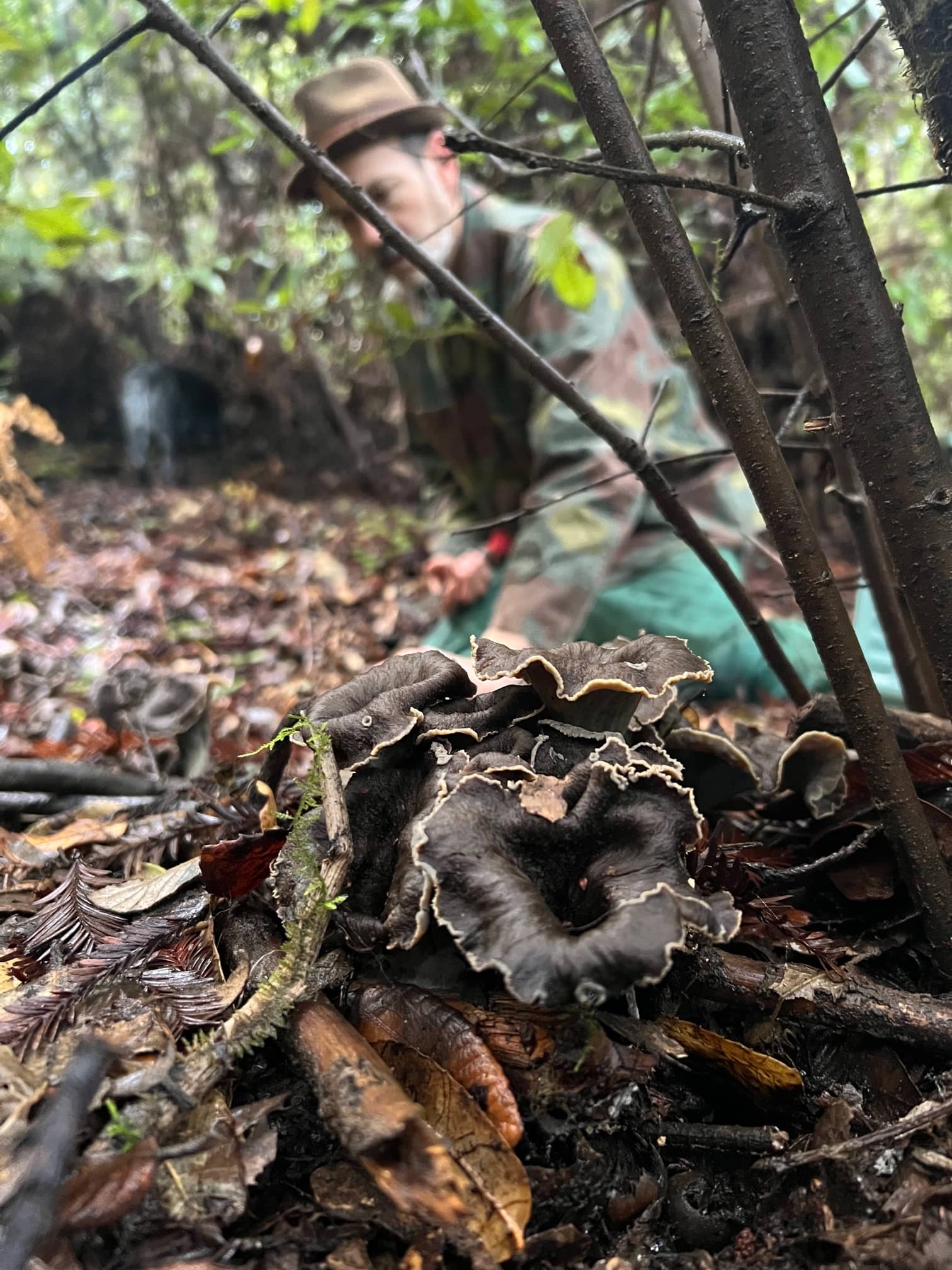 Black Trumpet. (Craterellus Calicornucopioides)