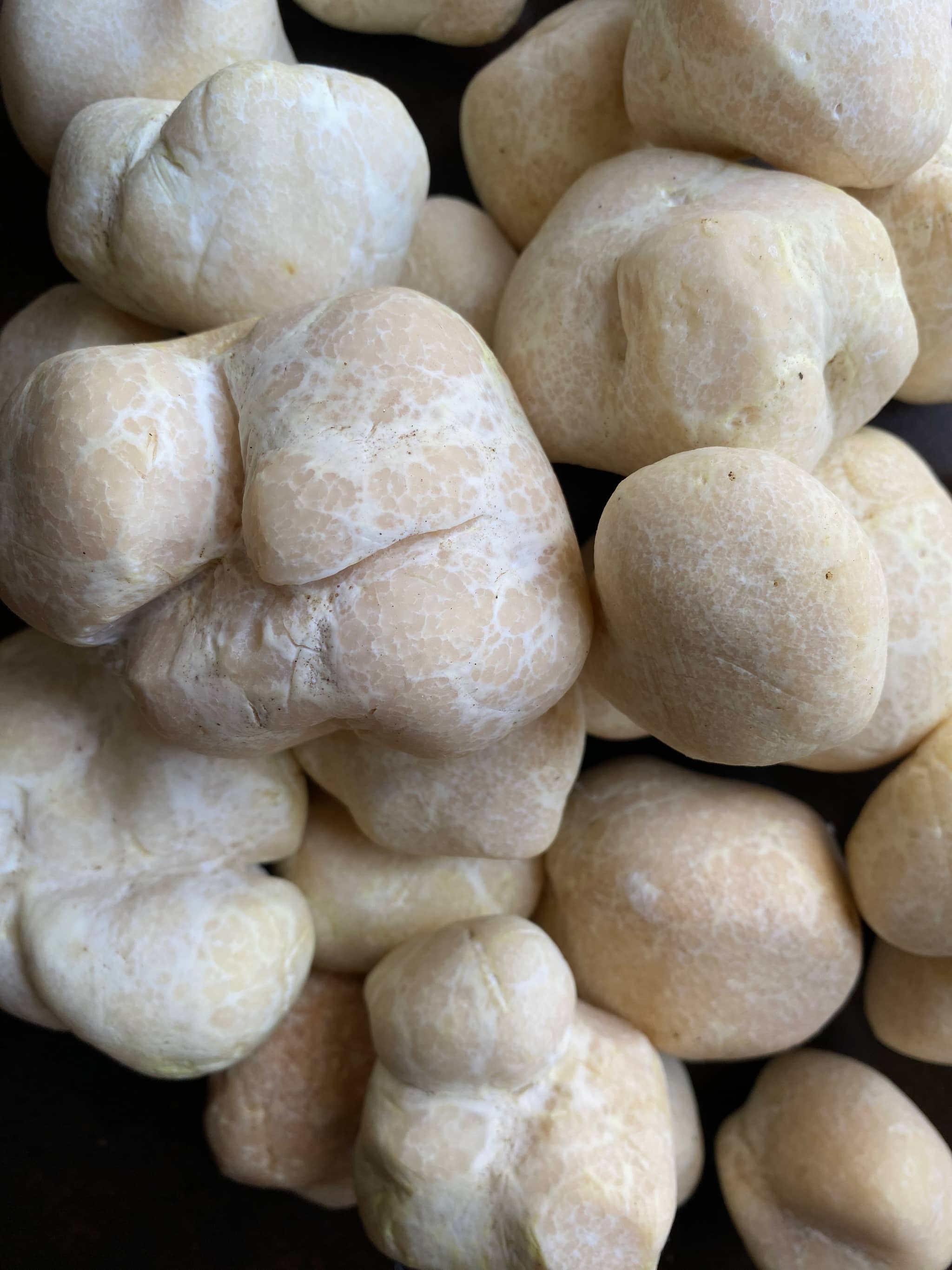 Honey Truffle (Mattirolomyces terfezioides)