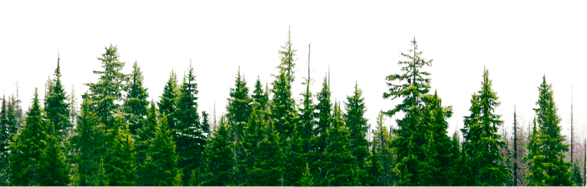 Foraged logo