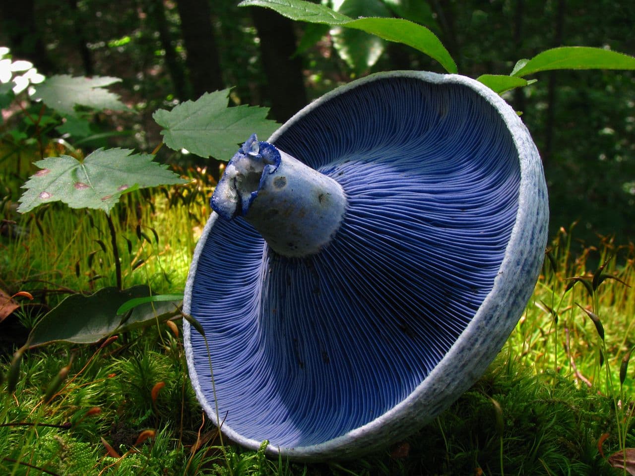 FACTS ABOUT THE INDIGO MILK CAP