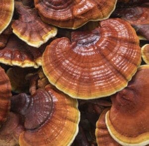 WHAT IS REISHI MUSHROOM GOOD FOR?