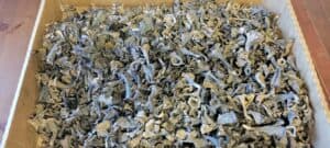 STORING AND USING FRESH MUSHROOMS