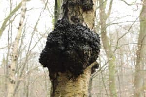 FORAGED SELLER SPOTLIGHT: LAKE SUPERIOR CHAGA