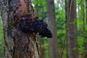 CHAGA: POWERFUL NATURAL MEDICINE