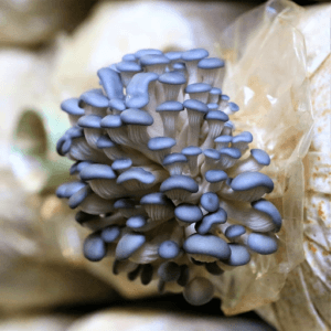 THE ESSENTIAL GUIDE TO WILD FOODS: SIX IMPRESSIVE WILD OYSTER MUSHROOM TYPES