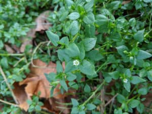 WINTER FORAGING 101: FORAGING WILD GREENS