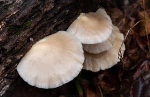 WINTER FORAGING 101: FORAGING WILD MUSHROOMS