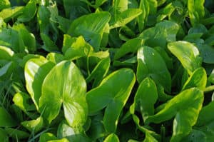 WINTER FORAGING 101: FORAGING WILD ROOTS, SHOOTS, AND TUBERS