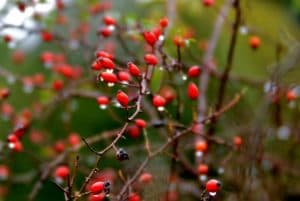 WINTER FORAGING 101: FORAGING WILD BERRIES