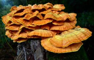 3 THINGS TO KNOW WHEN BUYING WILD MUSHROOMS