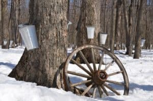 MAPLE SUGAR SEASON