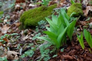 FORAGING WITH A FUTURE: SUSTAINABLE HARVESTING OF RAMPS (ALLIUM TRICOCCUM)