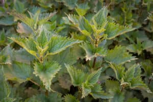 12 WILD SPRING EDIBLES TO FORAGE THIS SPRING