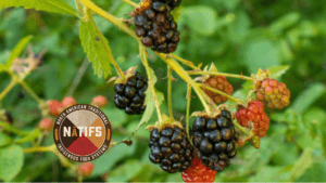 SUMMER’S WILD BERRIES