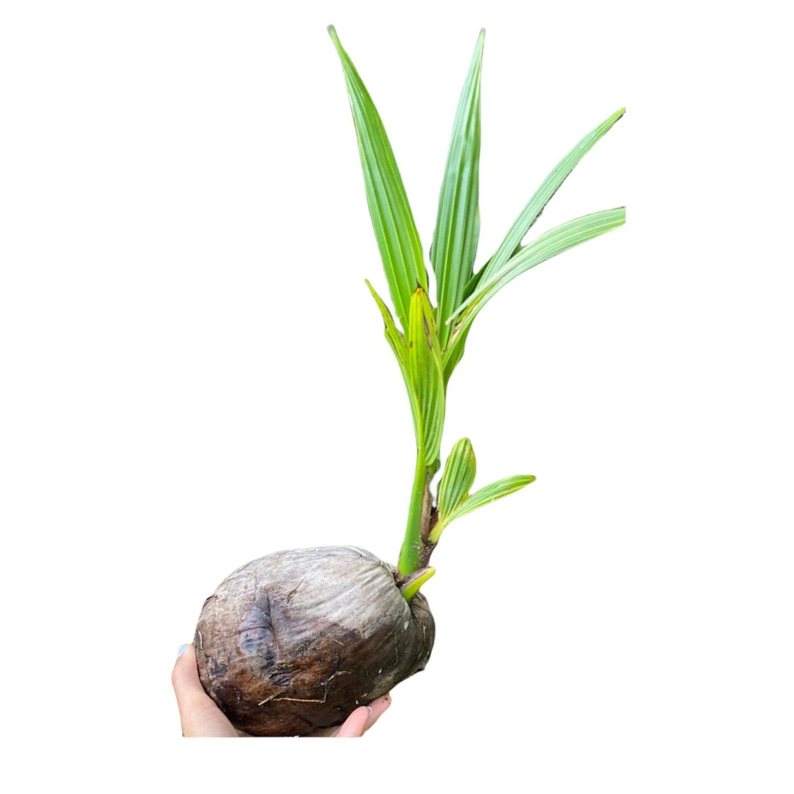 Product image #1