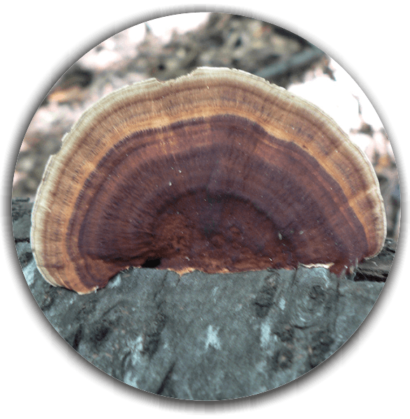 Product image #1