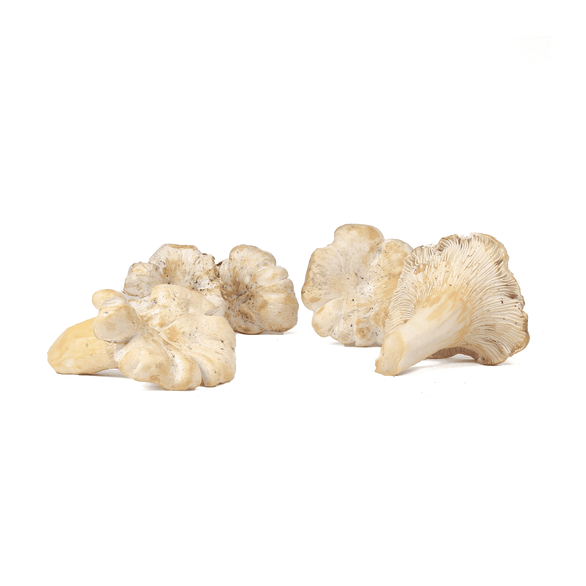 Product image #1