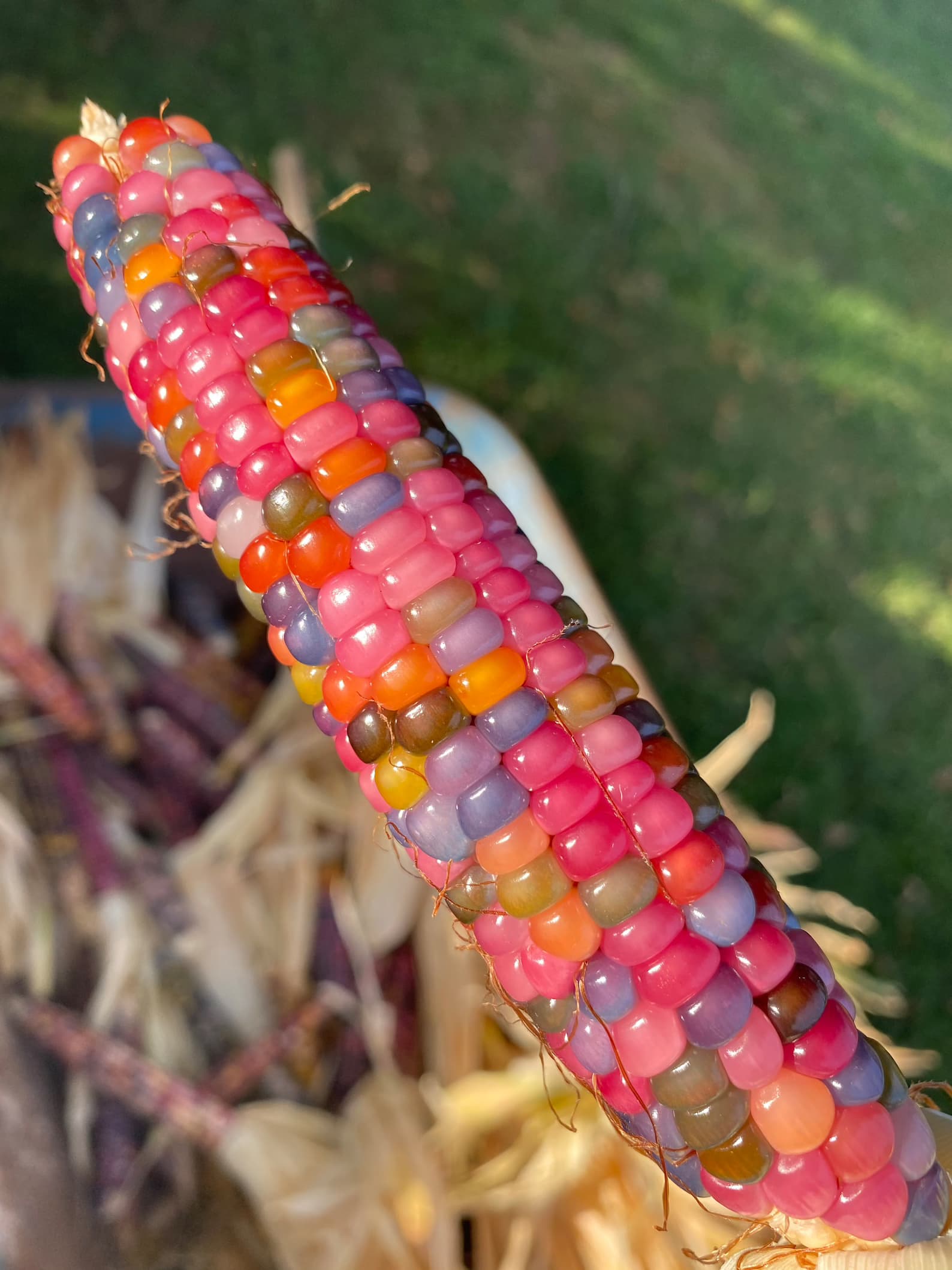 Glass Gem Cherokee Indian Corn 20 Seed Pack